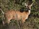 Marsh Deer (Blastocerus dichotomus)