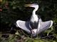 Cocoi Heron (Ardea cocoi)