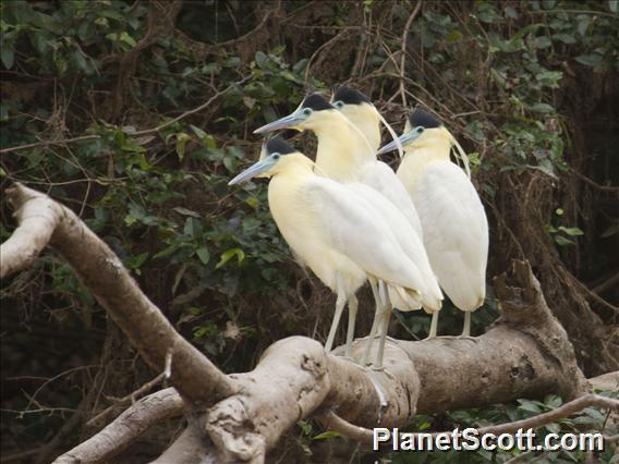 Capped Heron (Pilherodius pileatus)