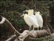 Capped Heron (Pilherodius pileatus)