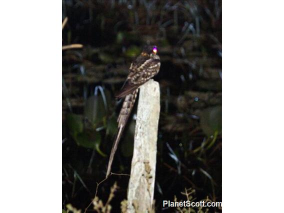 Scissor-tailed Nightjar (Hydropsalis torquata)