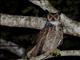 Great Horned Owl (Bubo virginianus)