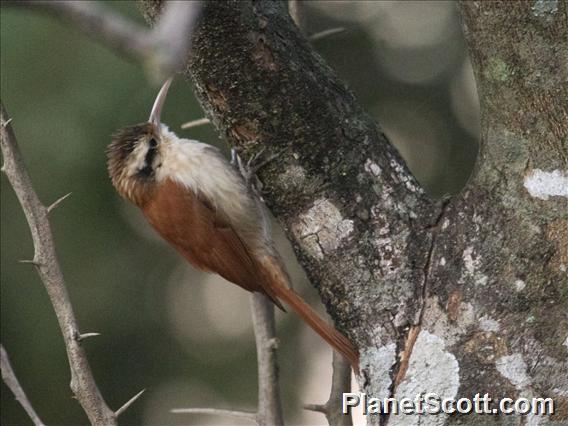 Narrow-billed Woodcreeper (Lepidocolaptes angustirostris)