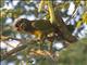 Scaly-headed Parrot (Pionus maximiliani)