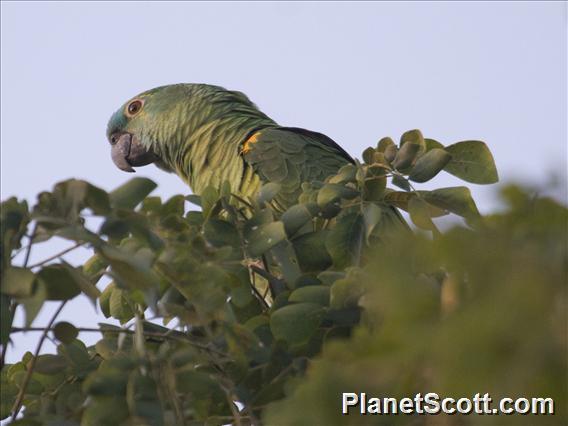 Blue-fronted Parrot (Amazona aestiva)