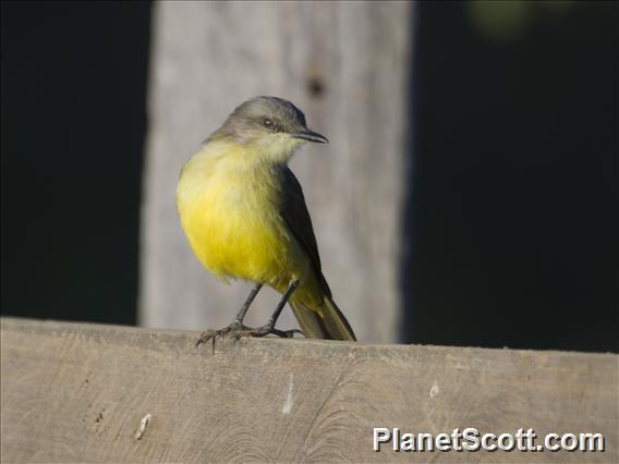 Cattle Tyrant (Machetornis rixosa)