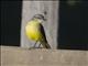 Cattle Tyrant (Machetornis rixosus)