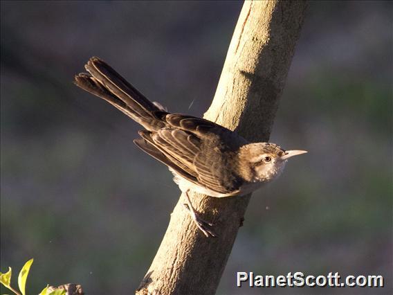 Thrush-like Wren (Campylorhynchus turdinus)