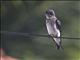 Grey-breasted Martin (Progne chalybea)