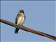 Brown-chested Martin (Progne tapera)