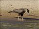 Southern Caracara (Polyborus plancus )