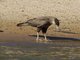 Southern Caracara (Polyborus plancus )