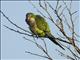 Monk Parakeet (Myiopsitta monachus)