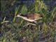 Wattled Jacana (Jacana jacana) - Juvenile