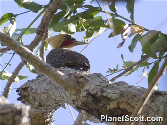 Pale-crested Woodpecker (Celeus lugubris)