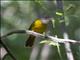 Grey-headed Tanager (Eucometis penicillata)