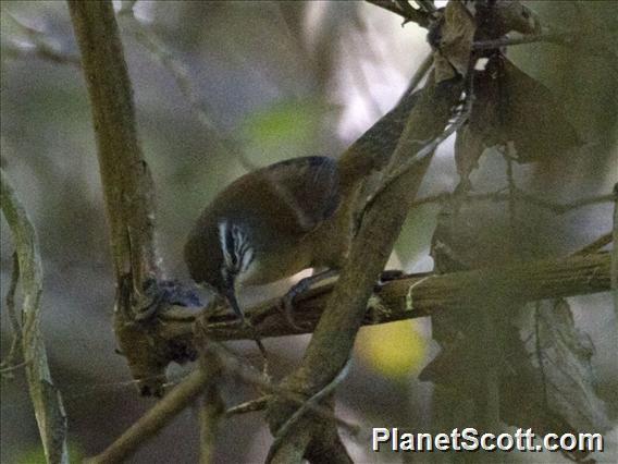 Moustached Wren (Pheugopedius genibarbis)