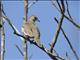 Picui Ground-Dove (Columbina picui)