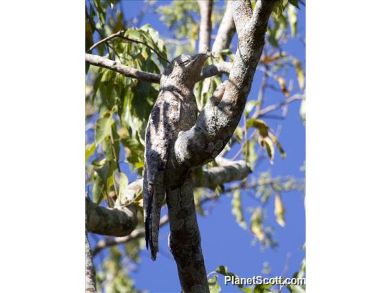 Great Potoo (Nyctibius grandis)