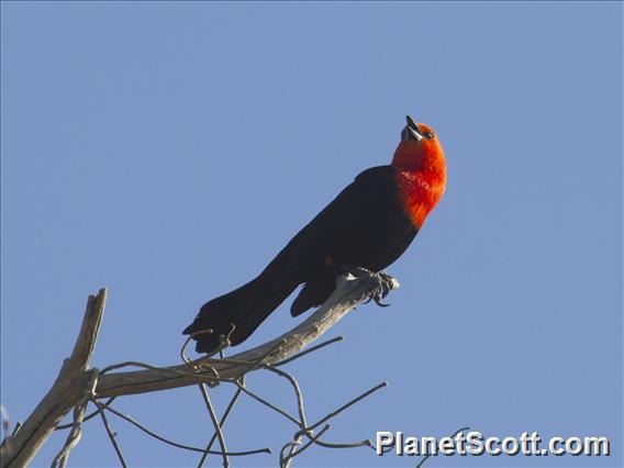 Scarlet-headed Blackbird (Amblyramphus holosericeus)