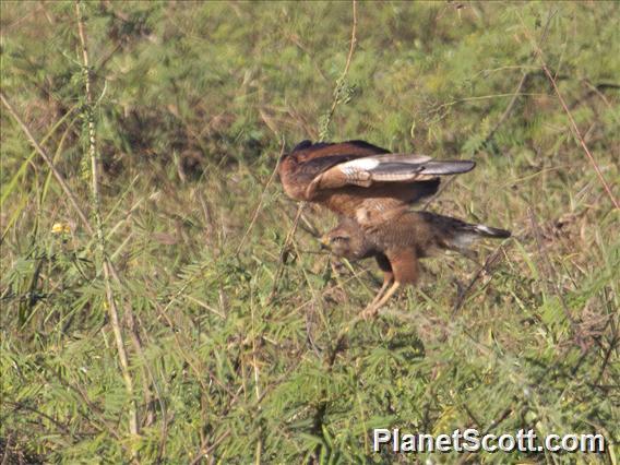 Savanna Hawk (Buteogallus meridionalis)