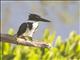 Amazon Kingfisher (Chloroceryle amazona)