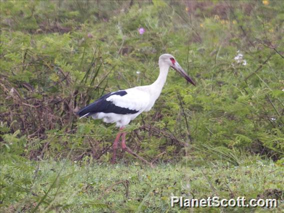 Maguari Stork (Ciconia maguari)