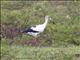 Maguari Stork (Ciconia maguari)