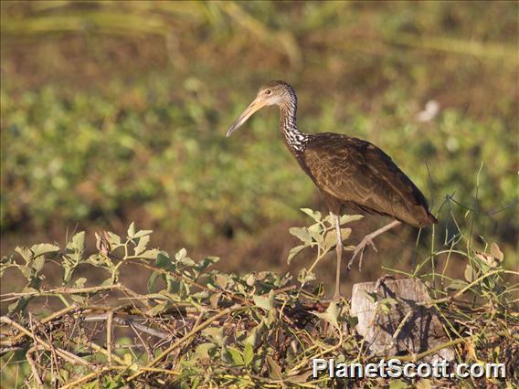 Limpkin (Aramus guarauna)