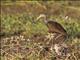 Limpkin (Aramus guarauna)