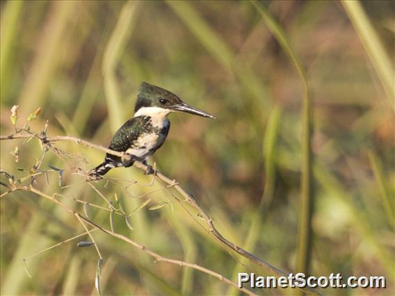 Green Kingfisher (Chloroceryle americana)