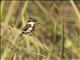 Green Kingfisher (Chloroceryle americana)