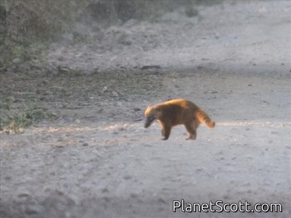 South American Coati (Nasua nasua)