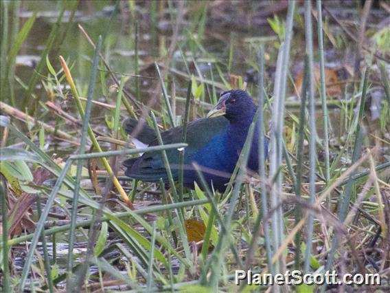 Purple Gallinule (Porphyrio martinica)