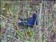 Purple Gallinule (Porphyrio martinica)