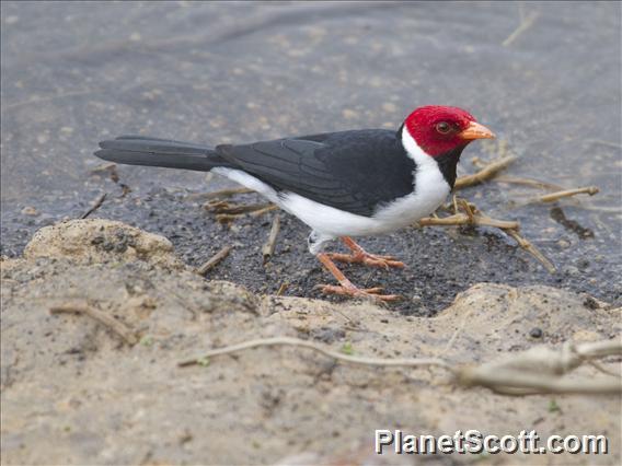 Yellow-billed Cardinal (Paroaria capitata)