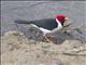 Yellow-billed Cardinal (Paroaria capitata)