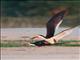 Black Skimmers (Rynchops niger) in Love