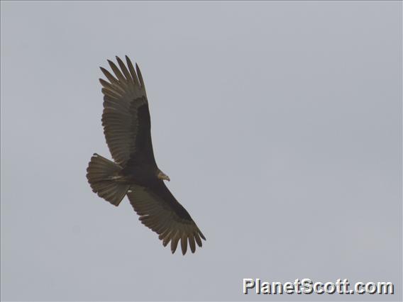 Lesser Yellow-headed Vulture (Cathartes burrovianus)