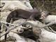 Giant Otter (Pteronura brasiliensis)