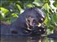 Giant Otter (Pteronura brasiliensis)