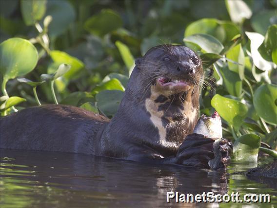 Giant Otter (Pteronura brasiliensis)