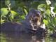 Giant Otter (Pteronura brasiliensis)