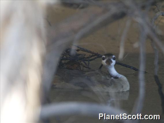 Sungrebe (Heliornis fulica)