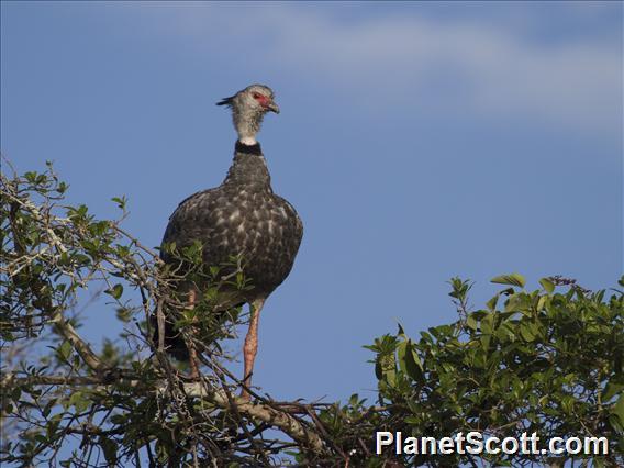 Southern Screamer (Chauna torquata)