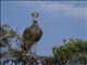 Southern Screamer (Chauna torquata)