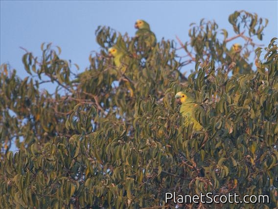 Turquoise-fronted Amazon (Amazona aestiva)