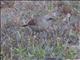 Bay-winged Cowbird (Agelaioides badius)