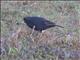 Screaming Cowbird (Molothrus rufoaxillaris) - Juvenile