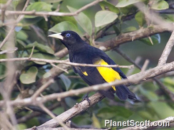 Yellow-rumped Cacique (Cacicus cela)